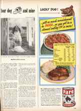 Better Homes & Gardens June 1949 Magazine Article: Your dog and mine