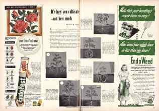 Better Homes & Gardens June 1949 Magazine Article: It's how you cultivate--not how much