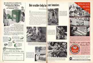 Better Homes & Gardens July 1949 Magazine Article: Hot-weather help for your tomatoes