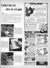 Better Homes & Gardens August 1949 Magazine Article: If plants look sick, check for red spider