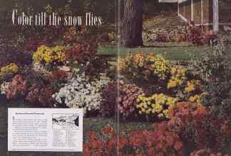 Better Homes & Gardens September 1949 Magazine Article: Color till the snow flies
