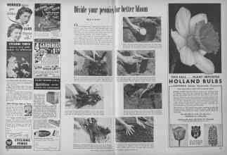 Better Homes & Gardens September 1949 Magazine Article: Divide your peonies for better bloom