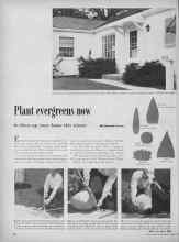 Better Homes & Gardens October 1949 Magazine Article: Plant evergreens now