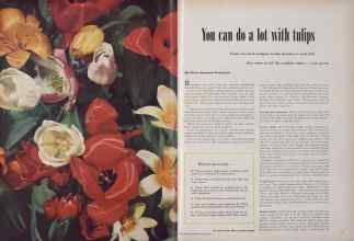 Better Homes & Gardens October 1949 Magazine Article: You can do a lot with tulips