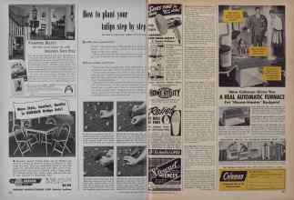 Better Homes & Gardens October 1949 Magazine Article: How to plant your tulips step by step