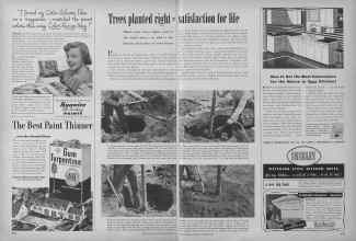 Better Homes & Gardens November 1949 Magazine Article: Trees planted right satisfaction for life
