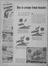 Better Homes & Gardens January 1950 Magazine Article: How to arrange lemon branches