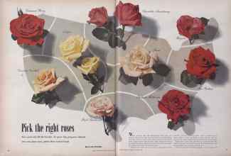 Better Homes & Gardens January 1950 Magazine Article: Pick the right roses