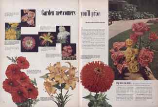 Better Homes & Gardens January 1950 Magazine Article: Garden newcomers you'll prize