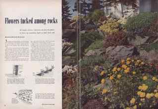 Better Homes & Gardens February 1950 Magazine Article: Flowers tucked among rocks