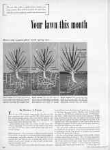 Better Homes & Gardens March 1950 Magazine Article: Your lawn this month