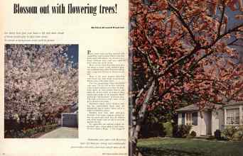 Better Homes & Gardens March 1950 Magazine Article: Blossom out with flowering trees!