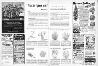 Better Homes & Gardens March 1950 Magazine Article: What do I prune now?