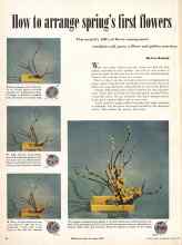 Better Homes & Gardens April 1950 Magazine Article: How to arrange spring's first flowers