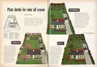 Better Homes & Gardens May 1950 Magazine Article: Plant shrubs for color all season