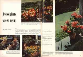 Better Homes & Gardens May 1950 Magazine Article: Potted plants are so useful!