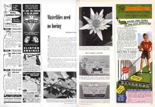Better Homes & Gardens May 1950 Magazine Article: Waterlilies need no hoeing