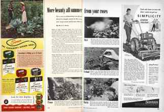 Better Homes & Gardens June 1950 Magazine Article: More beauty all summer from your roses