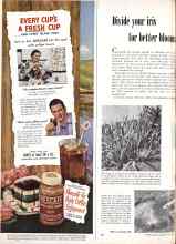 Better Homes & Gardens July 1950 Magazine Article: Divide your iris for better blooms