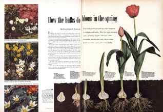 Better Homes & Gardens October 1950 Magazine Article: How the bulbs do bloom in the spring
