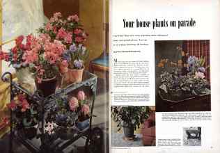 Better Homes & Gardens December 1950 Magazine Article: Your house plants on parade