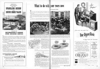 Better Homes & Gardens December 1950 Magazine Article: What to do with your roses now
