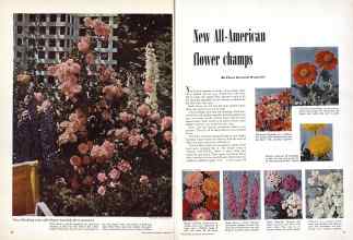 Better Homes & Gardens January 1951 Magazine Article: New All-American flower champs