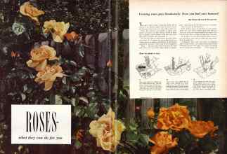 Better Homes & Gardens February 1951 Magazine Article: ROSES-what they can do for you