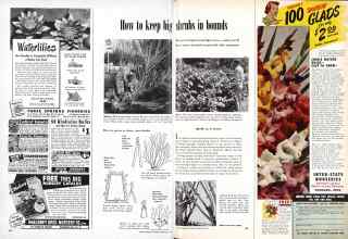 Better Homes & Gardens February 1951 Magazine Article: How to keep big shrubs in bounds