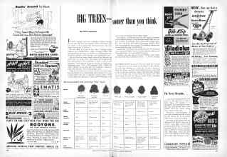 Better Homes & Gardens March 1951 Magazine Article: BIG TREES Sooner than you think
