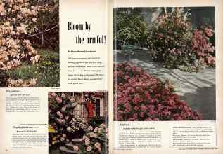 Better Homes & Gardens April 1951 Magazine Article: Bloom by the armful!