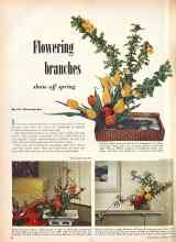 Better Homes & Gardens May 1951 Magazine Article: Flowering branches show off spring