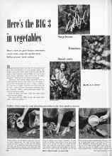 Better Homes & Gardens May 1951 Magazine Article: Here's the BIG 3 in vegetables
