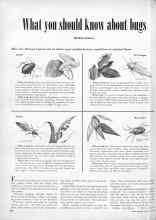 Better Homes & Gardens May 1951 Magazine Article: What you should know about bugs