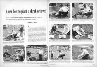 Better Homes & Gardens May 1951 Magazine Article: Know how to plant a shrub or tree?