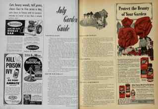 Better Homes & Gardens July 1951 Magazine Article: July Garden Guide