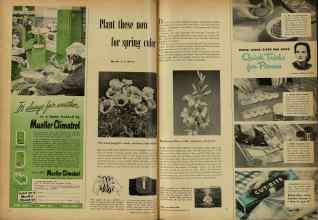 Better Homes & Gardens August 1951 Magazine Article: Plant these now for spring color