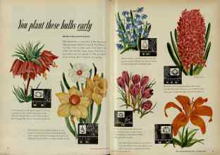 Better Homes & Gardens September 1951 Magazine Article: You plant these bulbs early