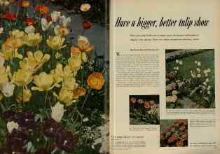 Better Homes & Gardens October 1951 Magazine Article: Have a bigger, better tulip show