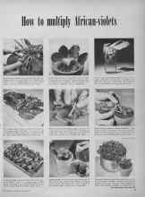 Better Homes & Gardens January 1952 Magazine Article: How to multiply African-violets