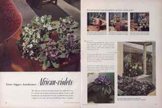 Better Homes & Gardens January 1952 Magazine Article: Grow bigger, handsomer African-violets