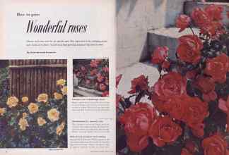 Better Homes & Gardens February 1952 Magazine Article: How to grow Wonderful roses