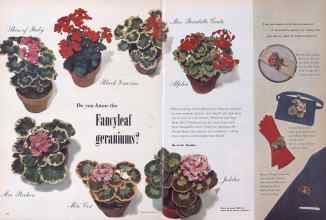 Better Homes & Gardens February 1952 Magazine Article: Do you know the Fancyleaf geraniums?