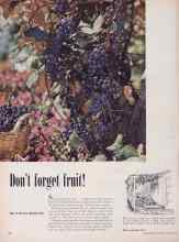 Better Homes & Gardens March 1952 Magazine Article: Don't forget fruit!