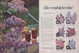 Better Homes & Gardens March 1952 Magazine Article: Lilacs-everybody loves them!