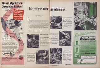 Better Homes & Gardens April 1952 Magazine Article: How you grow mums and delphiniums