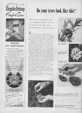 Better Homes & Gardens May 1952 Magazine Article: Do your trees look like this?