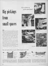 Better Homes & Gardens May 1952 Magazine Article: Big pickings from small spaces