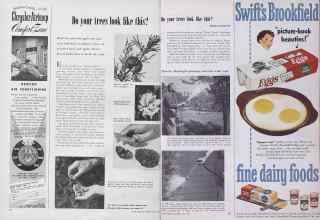 Better Homes & Gardens May 1952 Magazine Article: Page 24