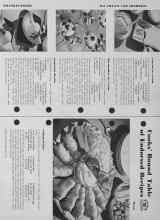 Better Homes & Gardens July 1952 Magazine Article: Cooks' Round Table of Endorsed Recipes